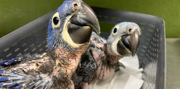 Nachzucht Hyazintharas Zoo Hoyerswerda_Foto_ Zoo Hoyerswerda (4)