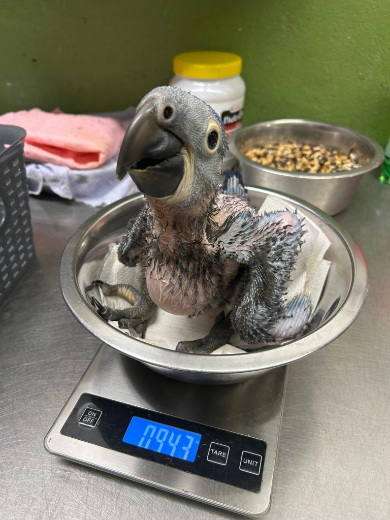 Nachzucht Hyazintharas im Zoo Hoyerswerda
