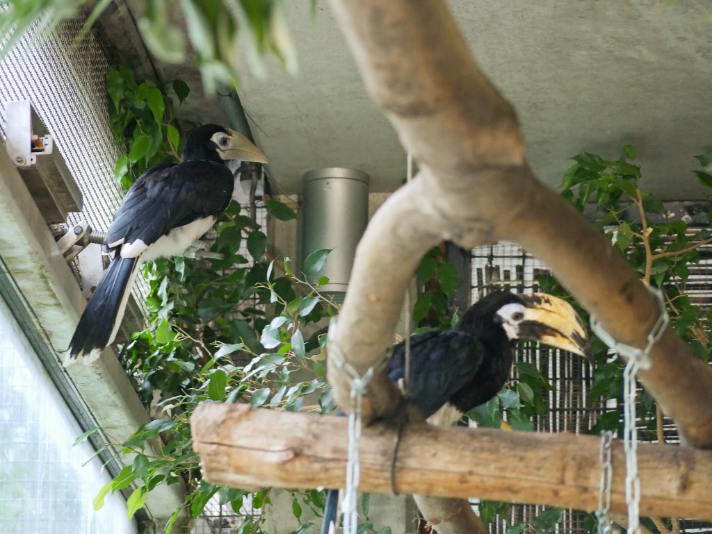 Hornvogelvater mit Jungtier im Zoo Hoyerswerda
