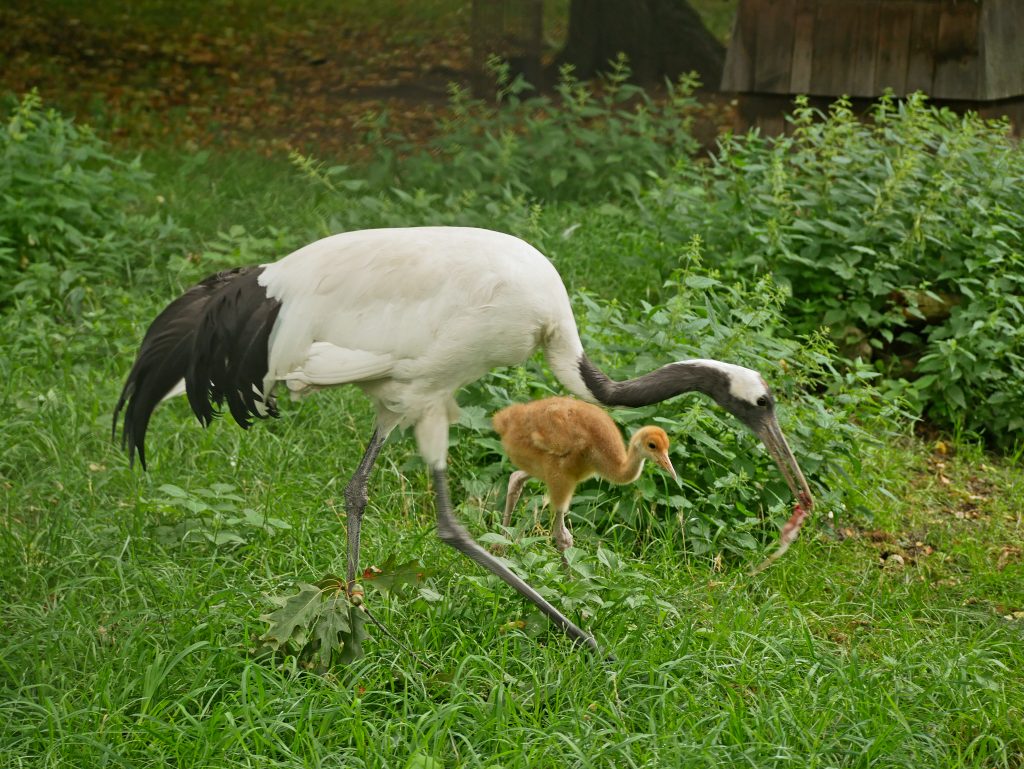 Mandschurenkranich mit Jungtier im Zoo Hoyerswerda