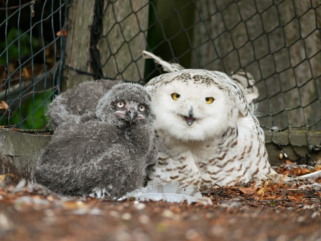 Schneeeulenmutter mit Jungtieren im Zoo Hoyerswerda