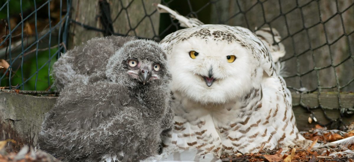 Schneeeulenmutter mit Jungtieren im Zoo Hoyerswerda