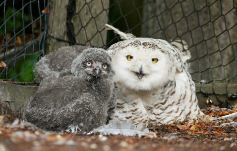 Schneeeulenmutter mit Jungtieren im Zoo Hoyerswerda