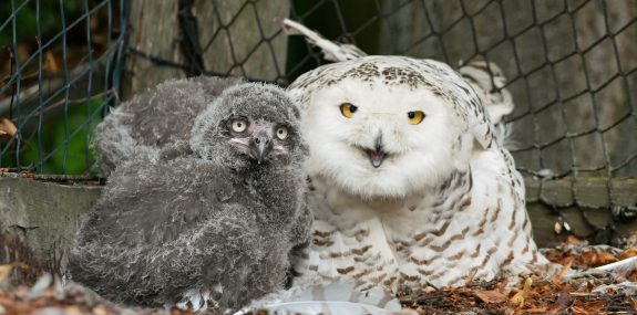 Schneeeulenmutter mit Nachzucht_Foto_Zoo Hoyerswerda