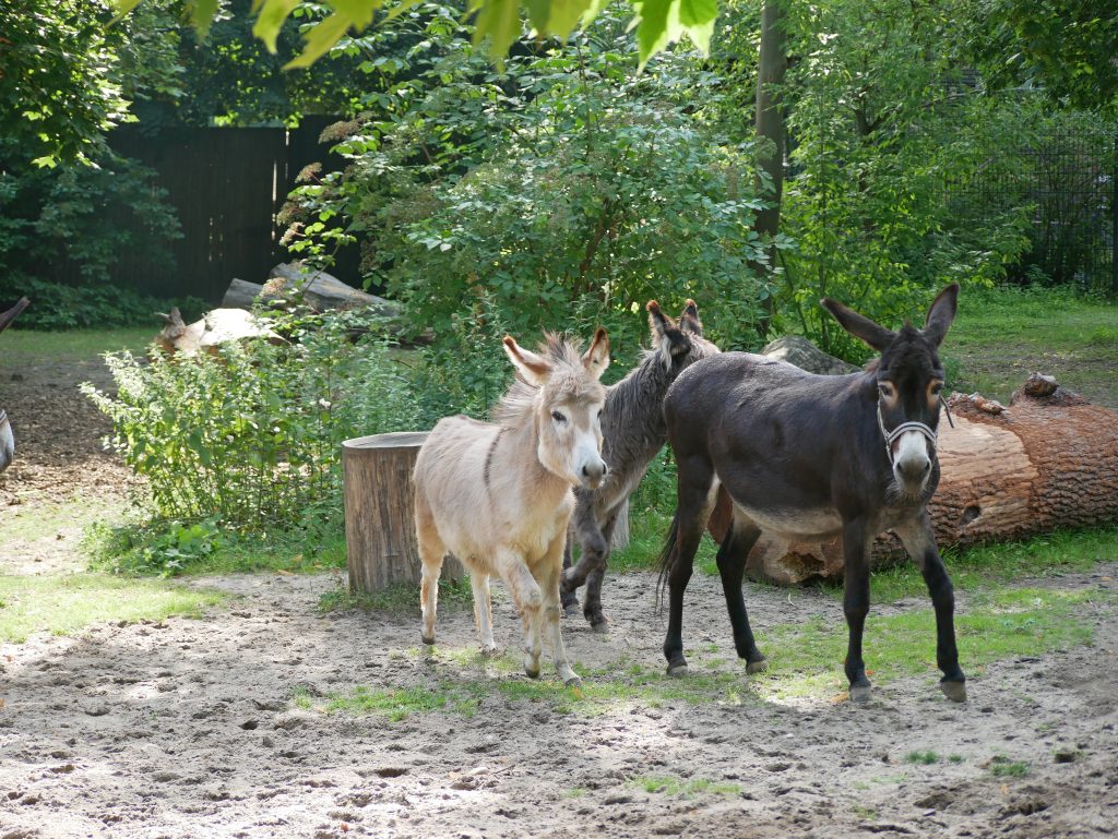 Auf dem Bild sind die Zwergesel Elisabeth und Ruby mit Hausesel Katja im Zoo Hoyerswerda zu sehen.