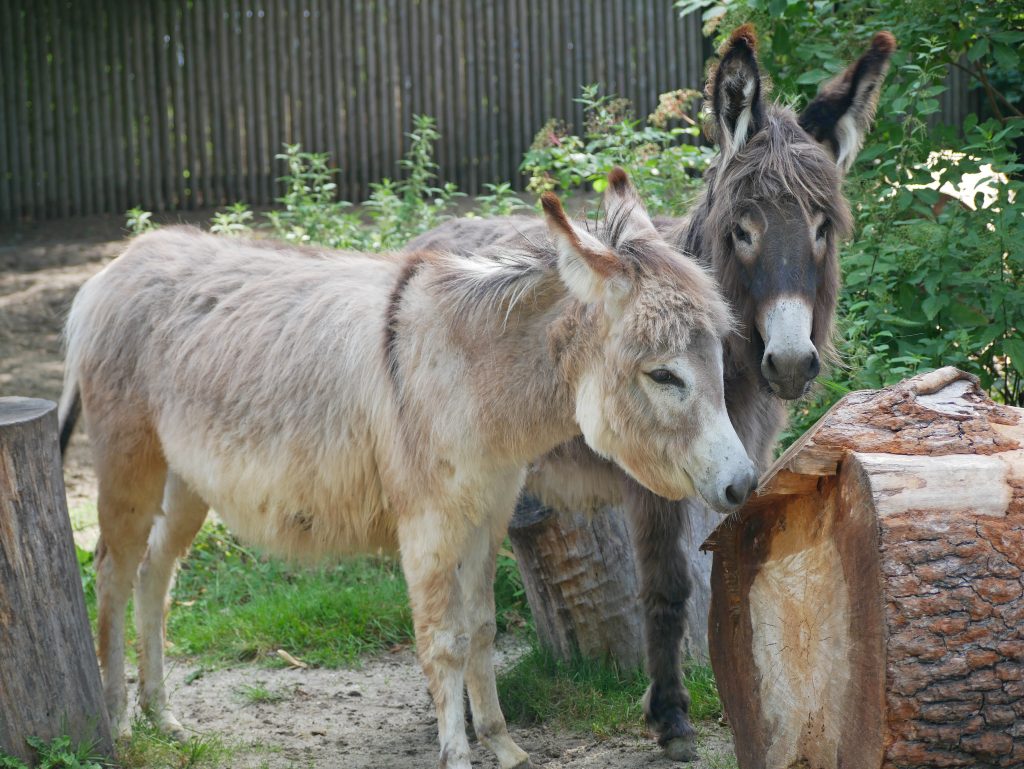 Auf dem Bild sind die Zwergesel Elisabeth udn Ruby im Zoo Hoyerswerda zu sehen.