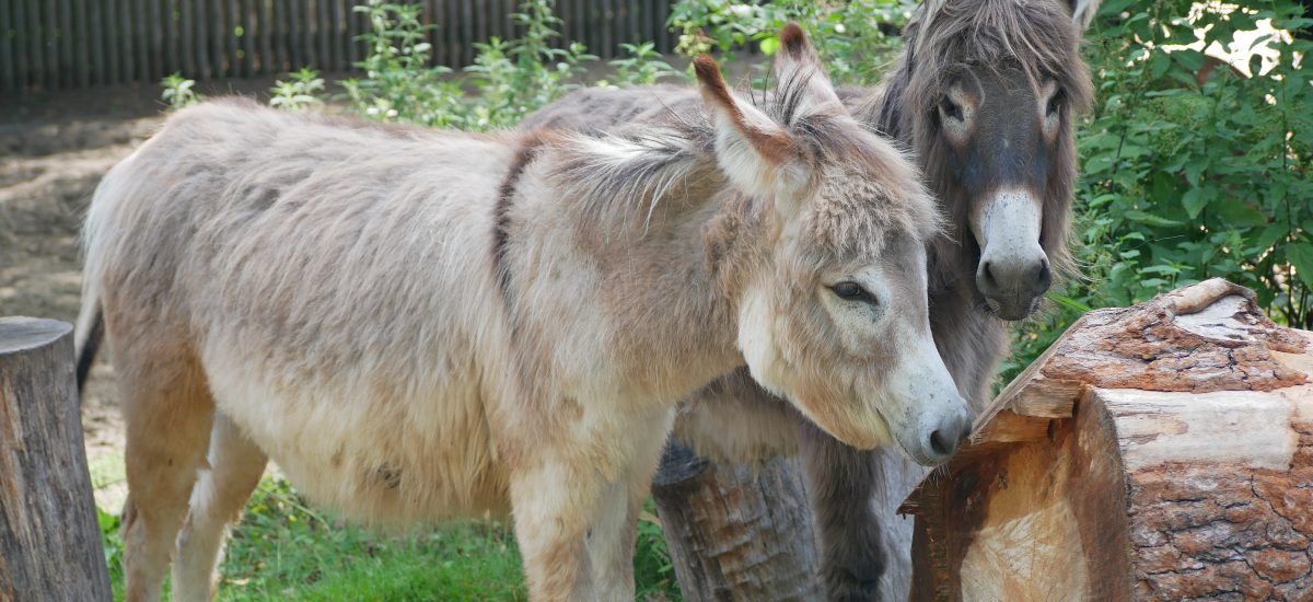 Auf dem Bild sind die Zwergesel Elisabeth udn Ruby im Zoo Hoyerswerda zu sehen.