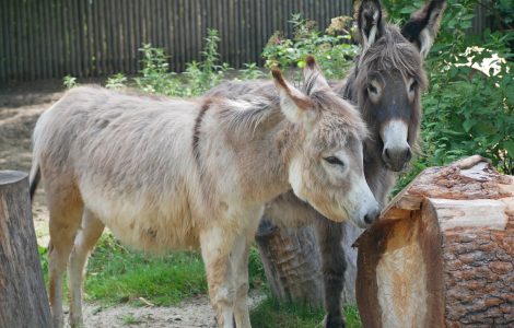 Auf dem Bild sind die Zwergesel Elisabeth udn Ruby im Zoo Hoyerswerda zu sehen.