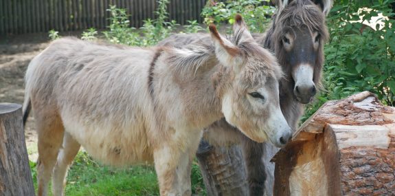 Zwergesel Elisabeth und Ruby_Zoo Hoyerswerda