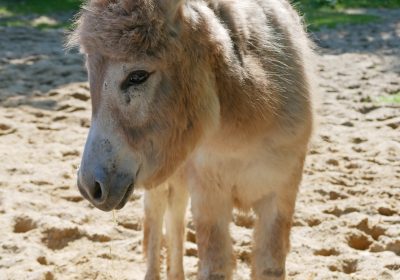 Auf dem Bild ist Zwergesel Elisabeth im Zoo Hoyerswerda zu sehen.