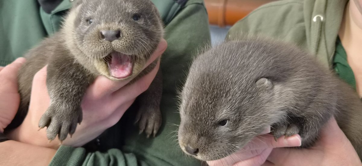 Auf dem Bild sind zwei Fischotterjungtiere im Zoo Hoyerswerda zu sehen.