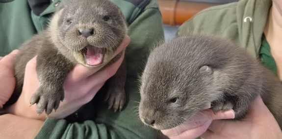 Fischotternachwuchs im Zoo Hoyerswerda_Foto_Robert König